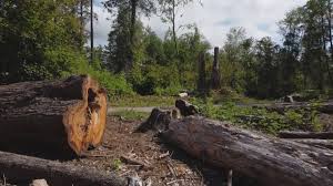 Loma Rica, CA Tree Care Company