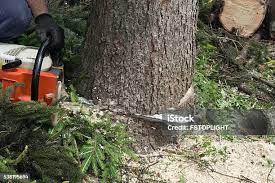 Best Firewood Processing and Delivery  in Loma Ri, CA