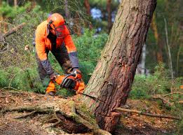 Best Tree Health Inspection  in Loma Ri, CA
