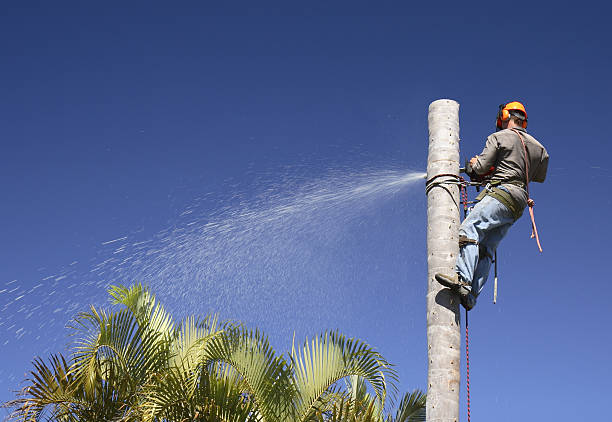 How Our Tree Care Process Works  in  Loma Rica, CA
