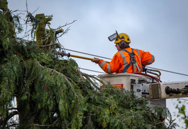 Best Root Management and Removal  in Loma Ri, CA
