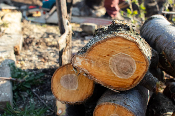 Best Tree and Shrub Care  in Loma Ri, CA