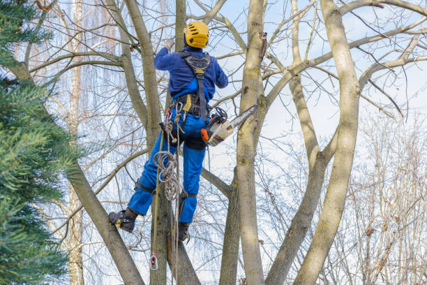 Best Utility Line Clearance  in Loma Ri, CA