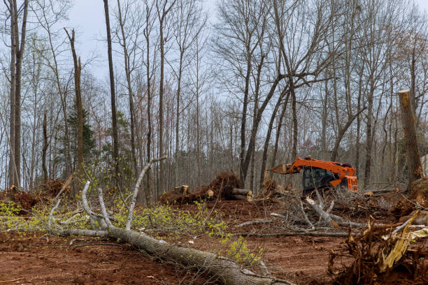  Loma Ri, CA Tree Care Pros