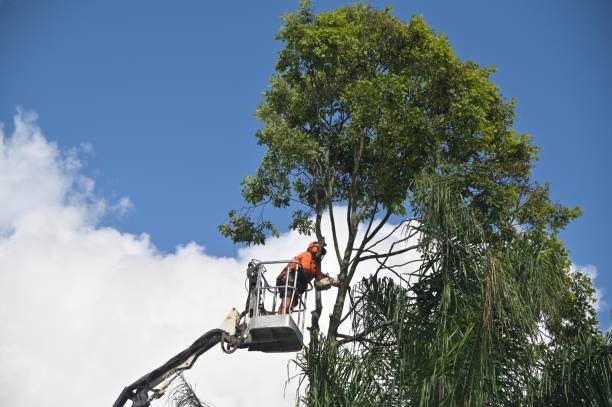 Best Lawn Renovation and Restoration  in Loma Ri, CA