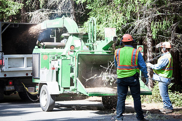 Best Seasonal Cleanup (Spring/Fall)  in Loma Ri, CA
