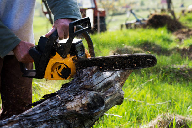 Best Tree Cabling and Bracing  in Loma Ri, CA