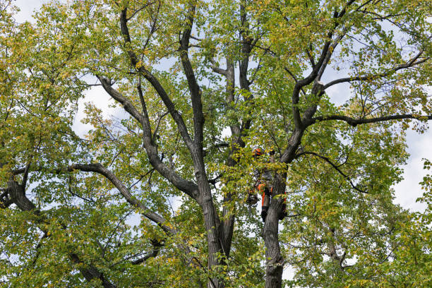 Best Storm Damage Tree Cleanup  in Loma Ri, CA